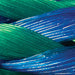 Rope Leashes with “O” Ring